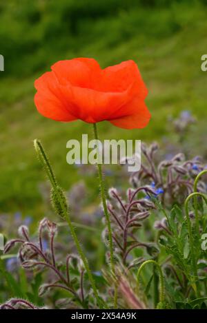 Fiore di papavero rosso su un prato verde Foto Stock