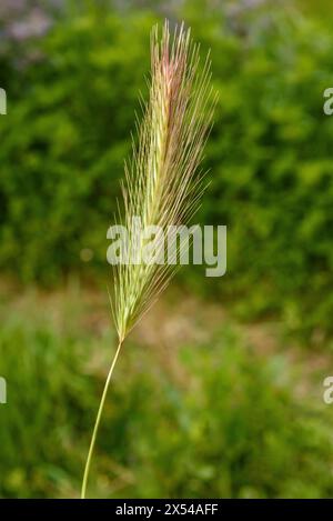 Orzo in un campo Foto Stock