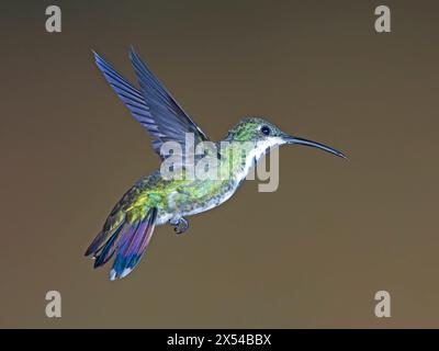 Femmina di colibrì di mango al petto verde che si libra Foto Stock