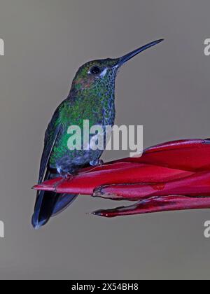 Femmina, brillante colibrì con la corona verde, arroccato Foto Stock