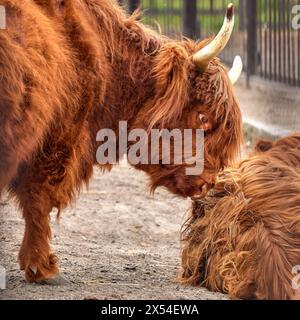 Immagine animale di un toro del bestiame delle Highland scozzesi Foto Stock