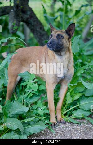 un bellissimo esemplare di cane, a casa nel paese. Foto Stock