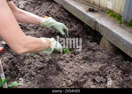 Le mani delle donne nei guanti da giardinaggio piantano piantine di pomodoro nel buco. Foto Stock