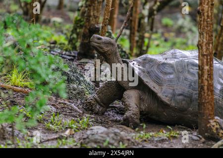 Tortois gigante delle Galapagos (Chelonodis nigra), subspaziali non identificabili. Floreana, Galapagos. Foto Stock