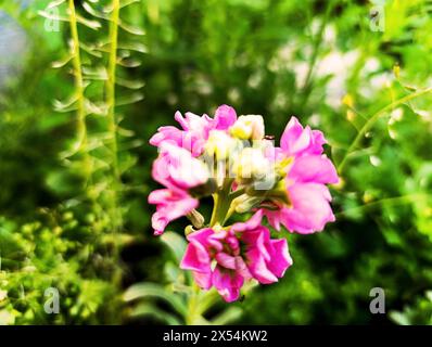 fiore di zoccolo di colore rosa Foto Stock