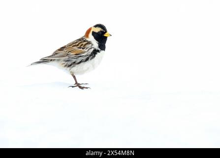 Lapponia, Lapponia Longspur (Calcarius lapponicus alascensis, Calcarius alascensis), uomo adulto che cammina sulla neve, Stati Uniti, Alaska Foto Stock