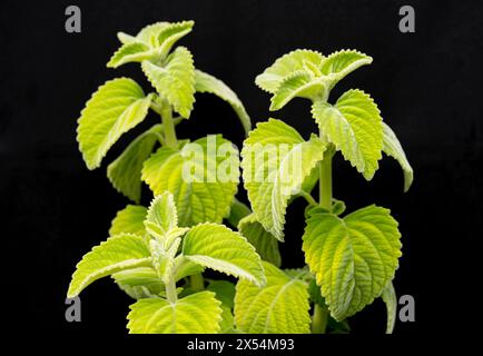 Foglia di limone australiana, velluto verde (spec. Plectranthus), foglie Foto Stock