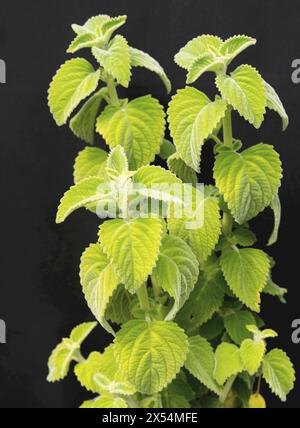 Foglia di limone australiana, velluto verde (spec. Plectranthus), foglie Foto Stock