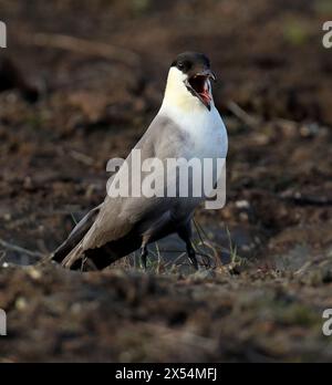 skua dalla coda lunga, jaeger dalla coda lunga (Stercorarius longicaudus), in piedi in tundra, chiamando ad alta voce, USA, Alaska Foto Stock