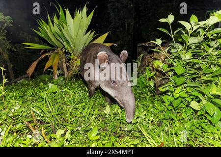 Tapir di Baird, tapir centroamericano (Tapirus bairdii), mangiando ai margini della foresta pluviale di notte, ritratto, Costa Rica, Guapiles Foto Stock