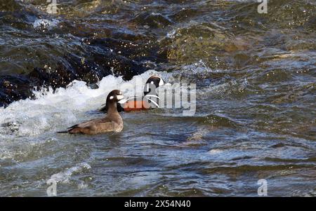 Anatra di arlecchino (Histrionicus histrionicus), coppia nuotare in un fiume che scorre veloce con rapide, Stati Uniti, Alaska Foto Stock