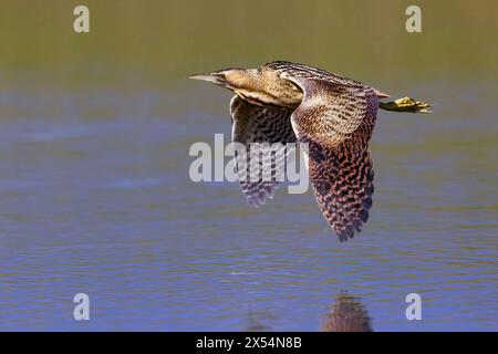 Bitterna eurasiatica (Botaurus stellaris), in volo sull'acqua, vista laterale, Italia, Toscana, piana fiorentina; stagno dei Cavalieri, Firenze Foto Stock