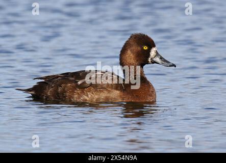 Scaup minore (Aythya affinis), femmina sull'acqua, USA, Alaska Foto Stock