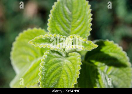 Foglia di limone australiana, velluto verde (spec. Plectranthus), foglie Foto Stock