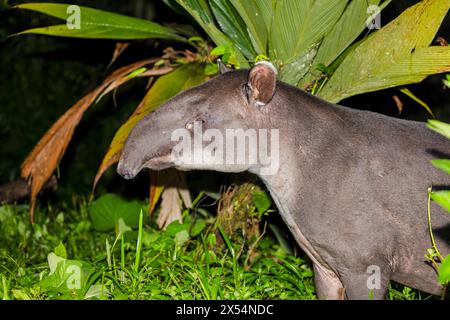 Il tapir di Baird, il tapir centroamericano (Tapirus bairdii), si trova ai margini della foresta pluviale di notte, Costa Rica, Guapiles Foto Stock