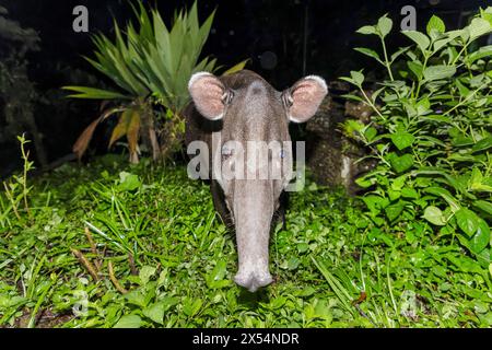 Il tapir di Baird, il tapir centroamericano (Tapirus bairdii), si trova ai margini della foresta pluviale di notte, ritratto, Costa Rica, Guapiles Foto Stock