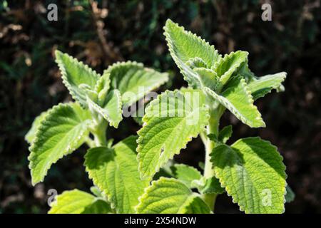 Foglia di limone australiana, velluto verde (spec. Plectranthus), foglie Foto Stock