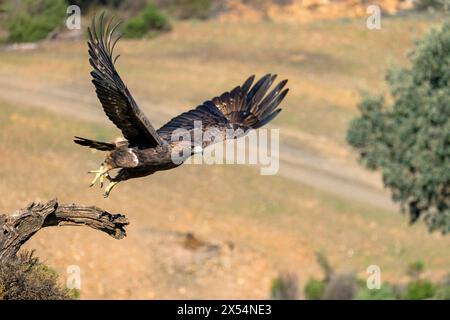 Aquila d'oro (Aquila chrysaetos), adulto a partire dall'albero morto, Spagna, Andalusia, Sierra Morena, Adamuz Foto Stock