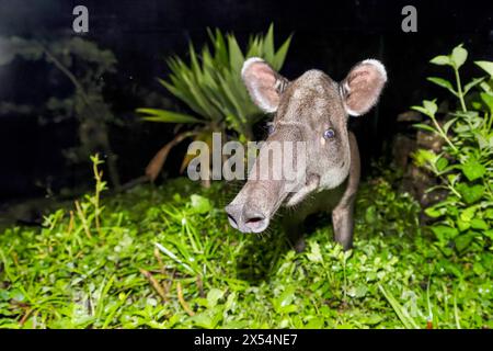 Il tapir di Baird, il tapir centroamericano (Tapirus bairdii), si trova ai margini della foresta pluviale di notte, ritratto, Costa Rica, Guapiles Foto Stock