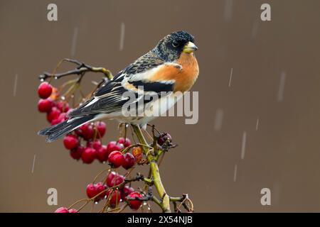 Brambling (Fringilla montifringilla), maschio appollaiato su un ramoscello con frutti di rowan sotto la pioggia, vista laterale, Italia, Toscana Foto Stock