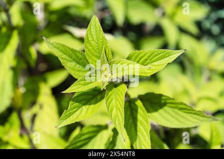 Salvia ananas (salvia rutilans), foglie Foto Stock