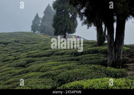 Piantagione di tè a Ilam, Nepal Foto Stock