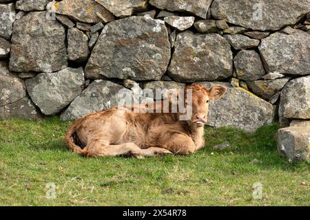 Giovane vitello Limousin. Si infilò la lingua, riposando vicino a un muro di drystone sull'isola di Tiree, Ebridi interne, Scozia. Fotocamera rivolta verso l'alto. Ho Foto Stock