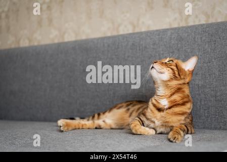 Un incantevole gatto del Bengala si trova sul divano di casa. Gatto all'interno dell'appartamento. Foto Stock