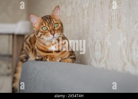 Un incantevole gatto del Bengala si trova sul divano di casa. Gatto all'interno dell'appartamento. Foto Stock