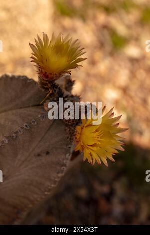 Ritratto ravvicinato naturale del raro Astrophytum myriostigma in pericolo, cactus del cappello vescovile, sotto il delicato sole dell'Arizona. Allettante, sorprendente, Foto Stock