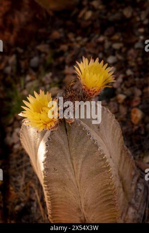 Ritratto ravvicinato naturale del raro Astrophytum myriostigma in pericolo, cactus del cappello vescovile, sotto il delicato sole dell'Arizona. Allettante, sorprendente, Foto Stock