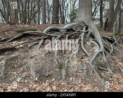 Albero con radici che si manifestano in superficie nella foresta Foto Stock