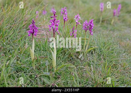 Orchidea viola al Durlston Country Park Dorset Foto Stock