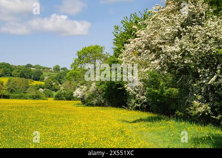 Il sentiero Herefordshire Way attraversa Buttercup Fields nella Golden Valley con Biancospino che fiorisce in estate. Peterchurch Hereford Inghilterra Regno Unito Gran Bretagna Foto Stock