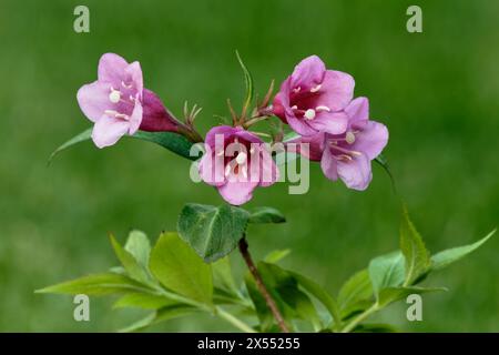 Weigela florida, Bristol Ruby Flowers, primo piano. Dettaglio di piena fioritura con foglie. Pianta ornamentale. Isolato su sfondo verde. Trencin, Slovacchia Foto Stock