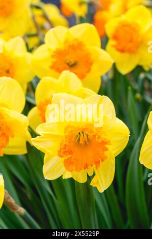 One of the first flowers to bloom at the end of winter, signaling the beginning of spring has come. Taken in the springtime of eastern Ontario, Canada Foto Stock