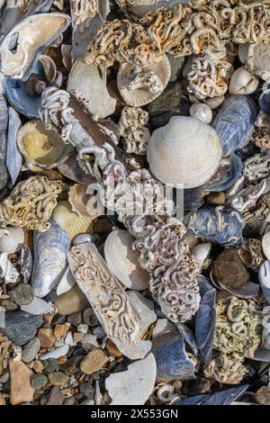 Tubi di vermi calcarei sulle conchiglie di Otter Ferry Shingle Spit, Otter Ferry, Argylls Secret Coast, Loch Fyne, Scozia, REGNO UNITO Foto Stock