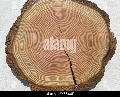 Jahresringe sind die Wachstumsringe eines Baumes im Querschnitt. Gli anelli annuali sono gli anelli di crescita di un albero in sezione trasversale. Jahresringe einen Baume Foto Stock