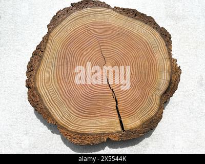 Jahresringe sind die Wachstumsringe eines Baumes im Querschnitt. Gli anelli annuali sono gli anelli di crescita di un albero in sezione trasversale. Jahresringe einen Baume Foto Stock
