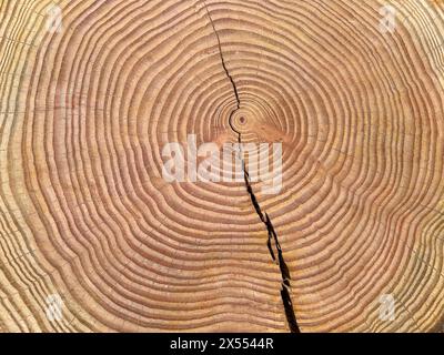 Jahresringe sind die Wachstumsringe eines Baumes im Querschnitt. Gli anelli annuali sono gli anelli di crescita di un albero in sezione trasversale. Jahresringe einen Baume Foto Stock