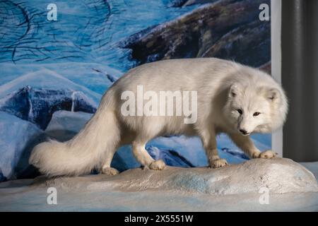 Volpe artica, Alopex lagopus, Bodensee-Naturmuseum, Costanza, Germania Foto Stock