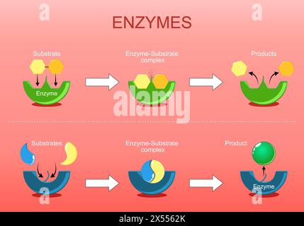 Funzione enzimatica. Proteine che agiscono come catalizzatori biologici accelerando reazioni chimiche come sintesi o degradazione. Vettore piatto isometrico Ill Illustrazione Vettoriale