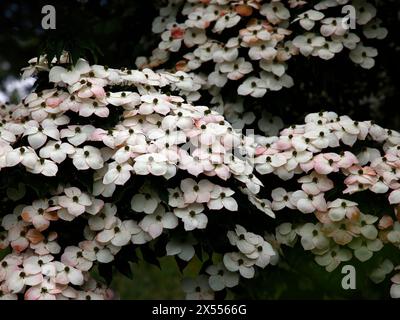 Primo piano della crema arrossata bratta rosa della pianta da giardino Cornus kousa var. chinensis wisley regina. Foto Stock