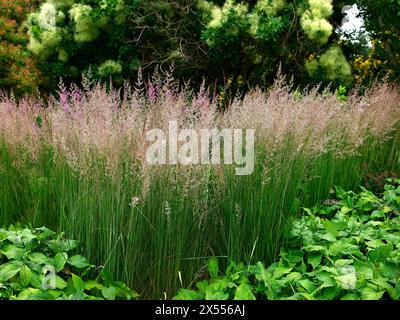 Primo piano dell'erba del giardino ornamentale in fiore di bronzo erboso calamagrostis x acutiflora karl foerster. Foto Stock