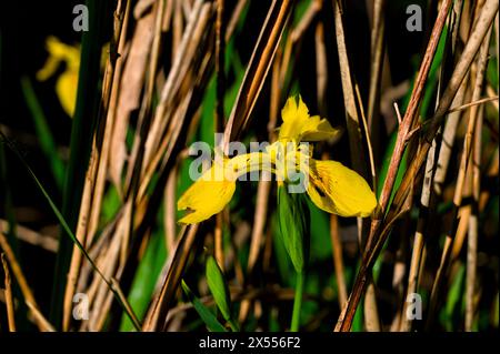 Orchidea selvatica nell'oasi di punte Alberete (Italia, WWF) Foto Stock