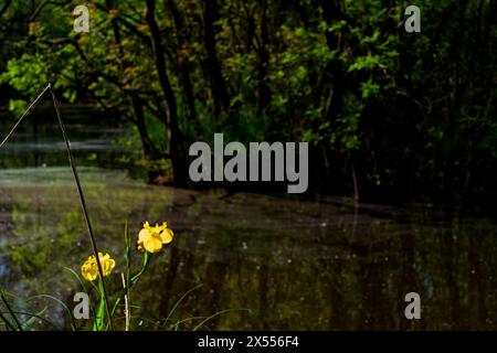 Orchidea selvatica nell'oasi di punte Alberete (Italia, WWF) Foto Stock