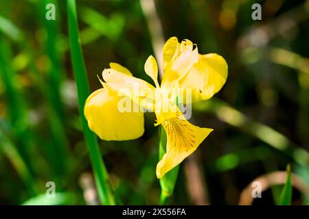 Orchidea selvatica nell'oasi di punte Alberete (Italia, WWF) Foto Stock