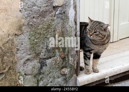 Un Felidae, gatto carnivoro con baffi, è accanto a un muro di pietra in una porta Foto Stock