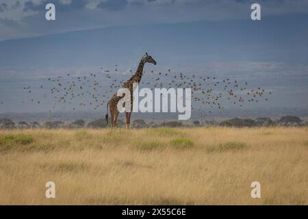 Giraffa e gregge di uccelli al Parco Nazionale di Amboseli nella Contea di Kajiado, Kenya, Africa orientale. Foto Stock