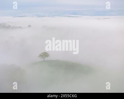 L'albero collinare solitario emerge da un mare di nebbia mattutina, Devon, Inghilterra. Primavera (maggio) 2024. Foto Stock